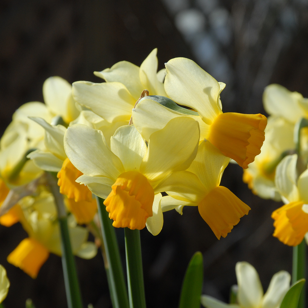 Narcissus Eaton Song (Spring Sunshine) 12/14 , à 50