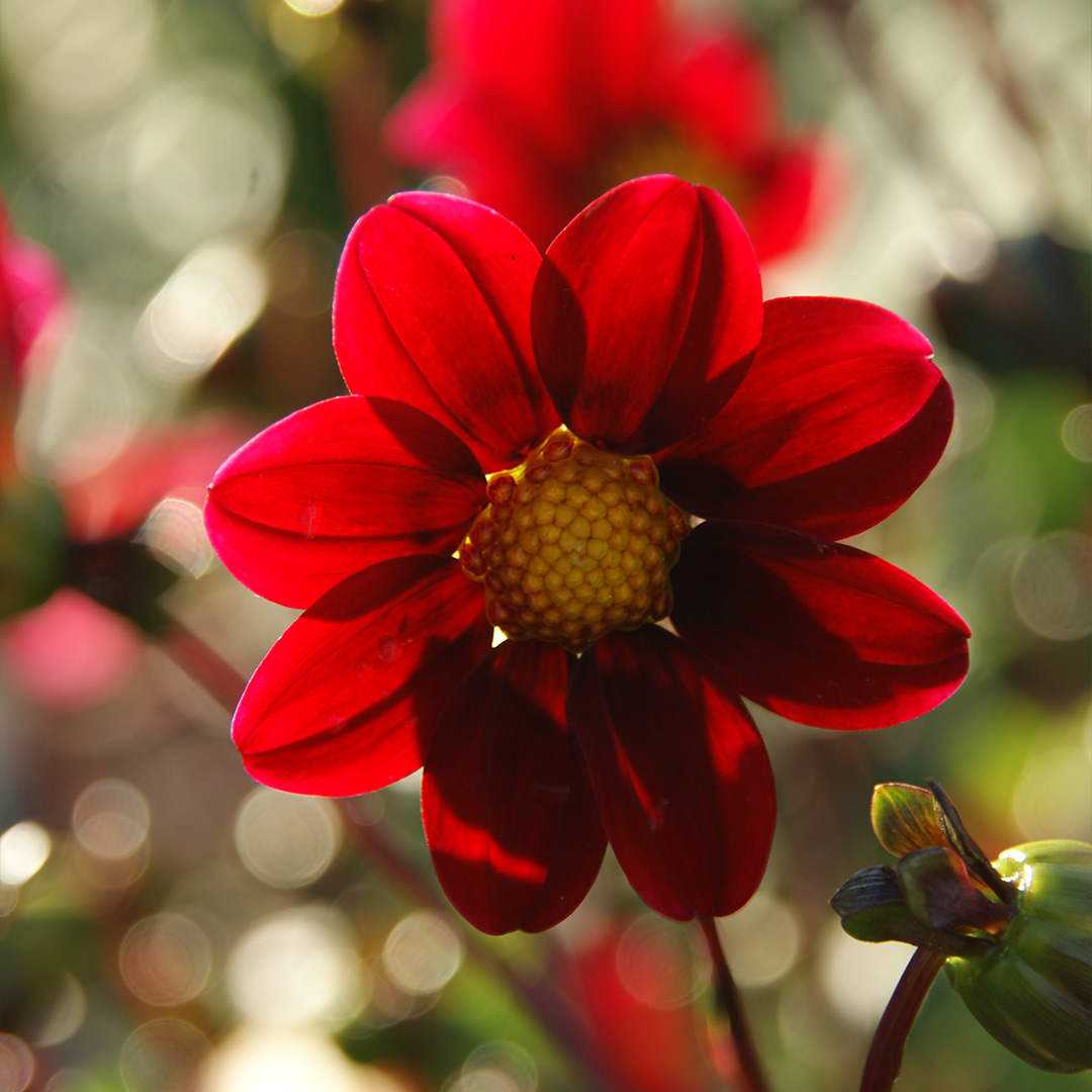 Dahlia Topmix Purple I , à 5