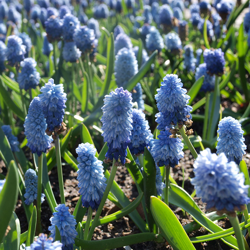 Muscari azureum 6/+ , à 100