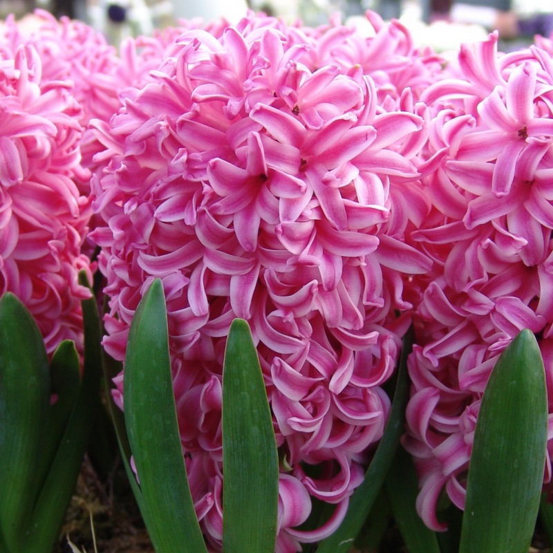 Hyacinthus Pink Pearl 16/17 , 