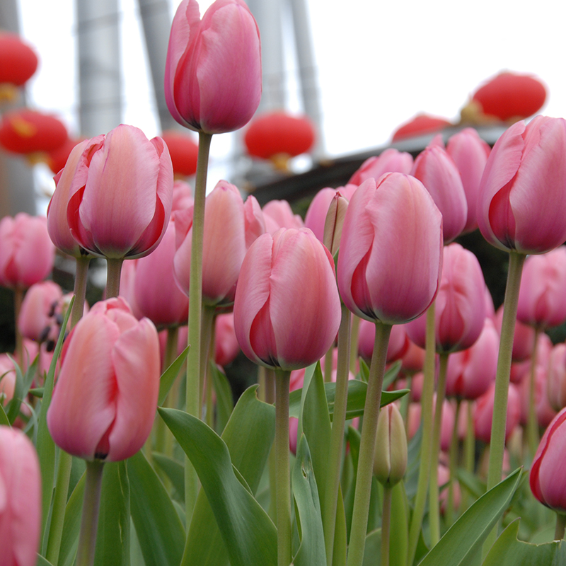 Tulipa Pink Impression® 12/14 , à 50