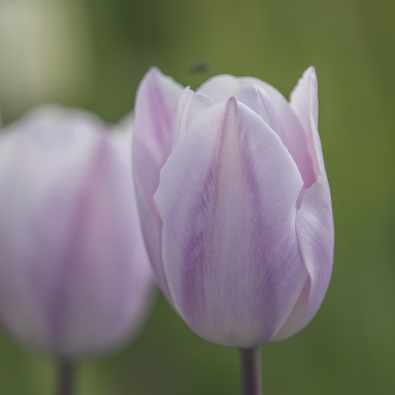 Tulipa Silver Cloud 12/14 , 