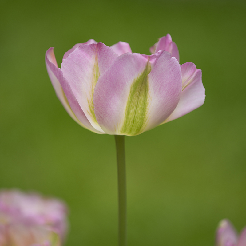 Tulipa Groenland 12/14 , à 50