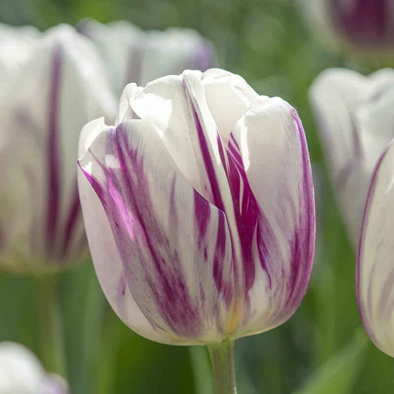 Tulipa Flaming Flag