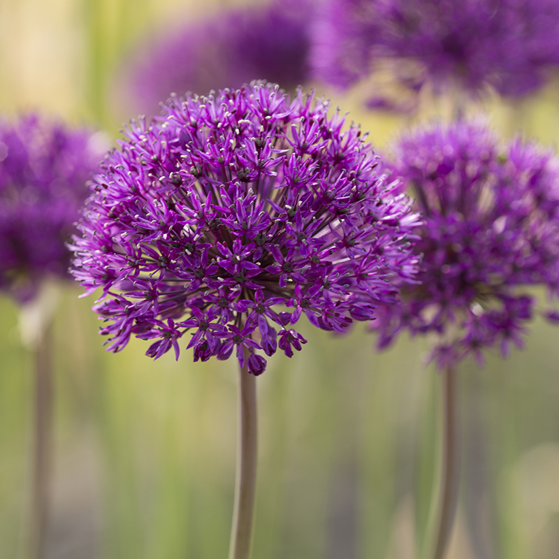 Allium Purple Sensation 12/14 , à 50