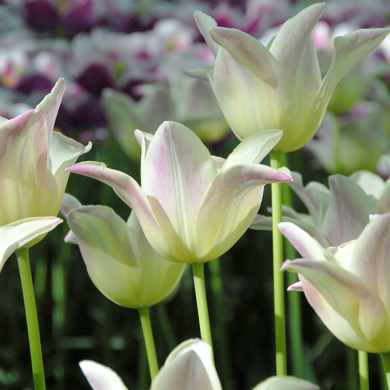 Tulipa Ballade Lady® 12/+ , à 50