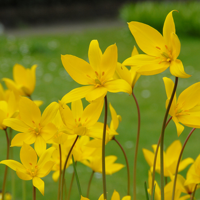 Tulipa sylvestris 6/+ , à 50
