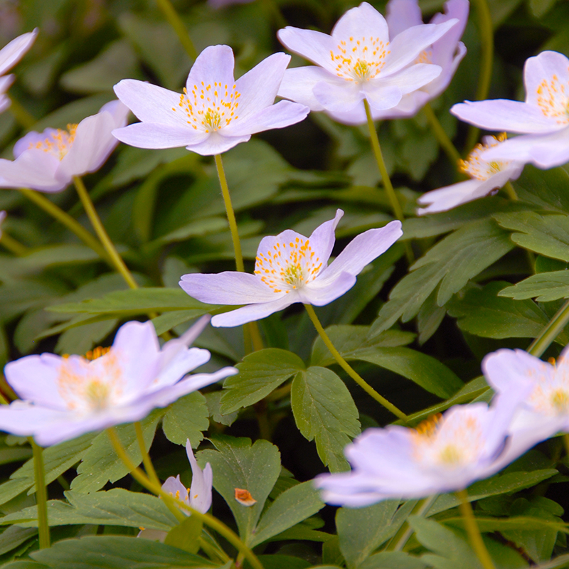 Anemone nem. Robinsoniana I , 