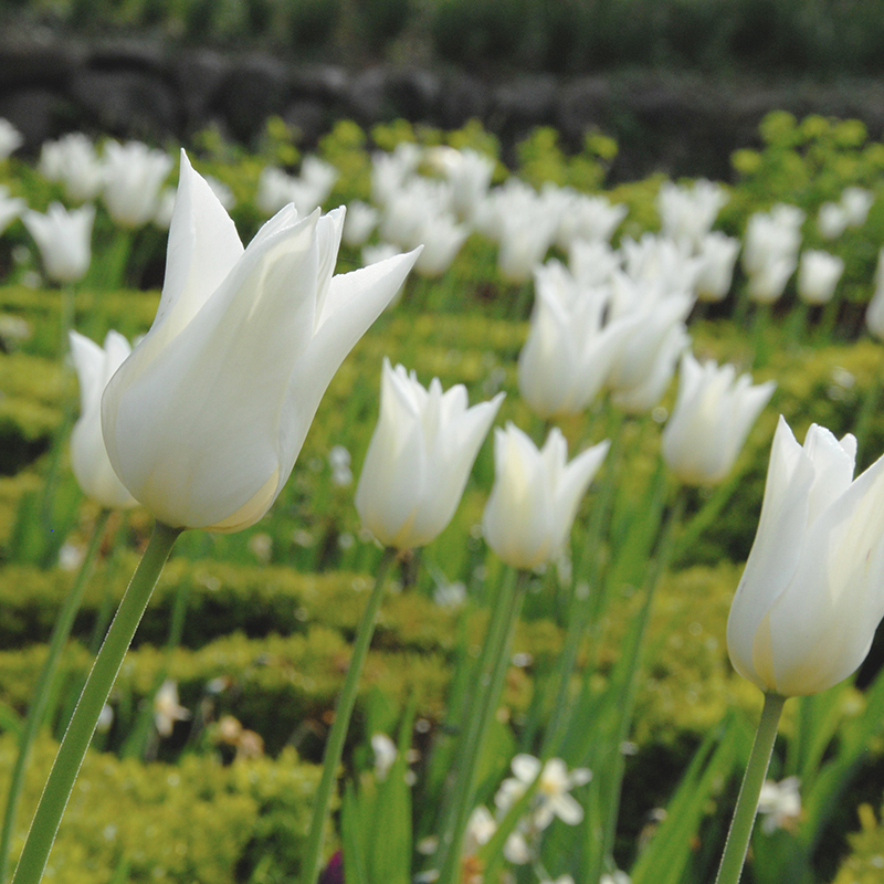 Tulipa White Triumphator 12/14 , à 50