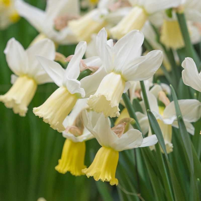 Narcissus Surfside z12/14 , à 50 Narcissus Surfside z12/14 , à 50