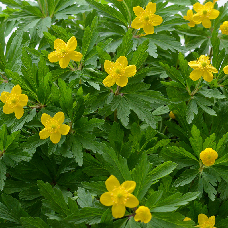 Anemone ranunculoides I , 