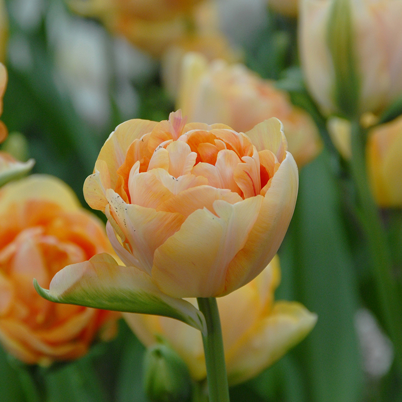 Tulipa Charming Beauty® 12/14 , à 50