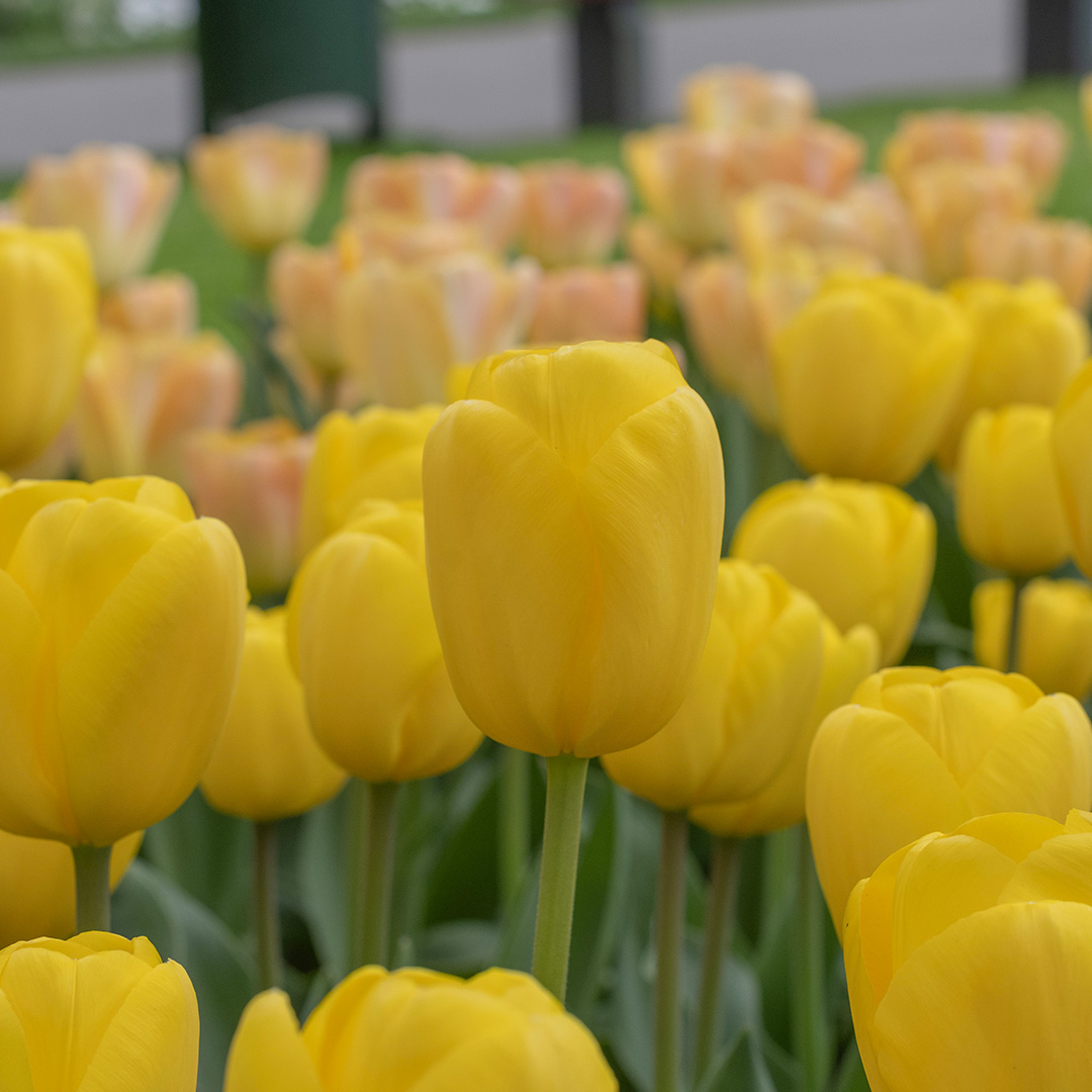 Tulipa Novi Sun 12/+ , à 50