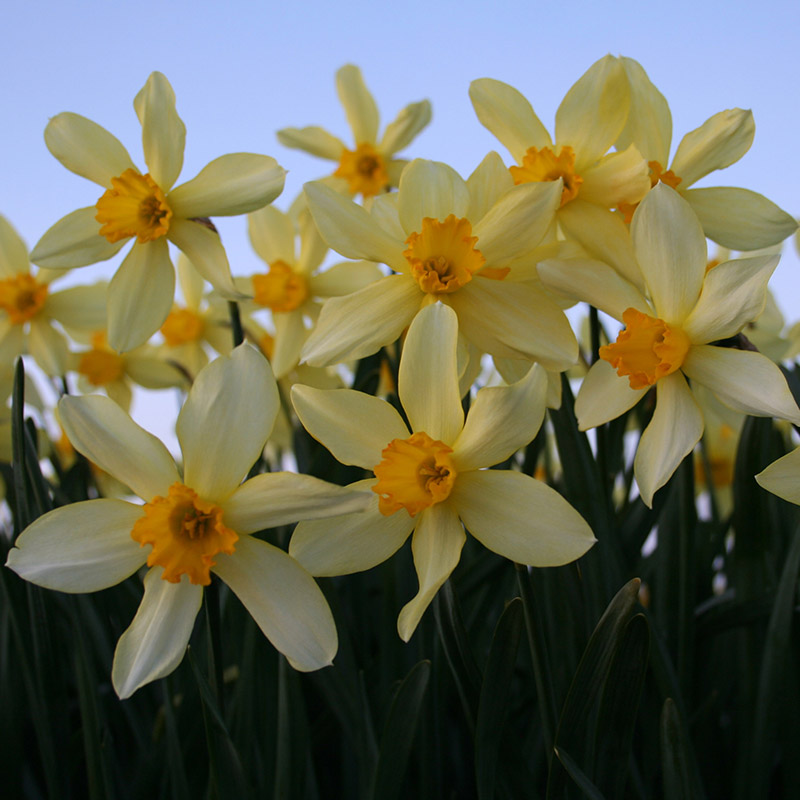 Narcissus Stella I , à 50