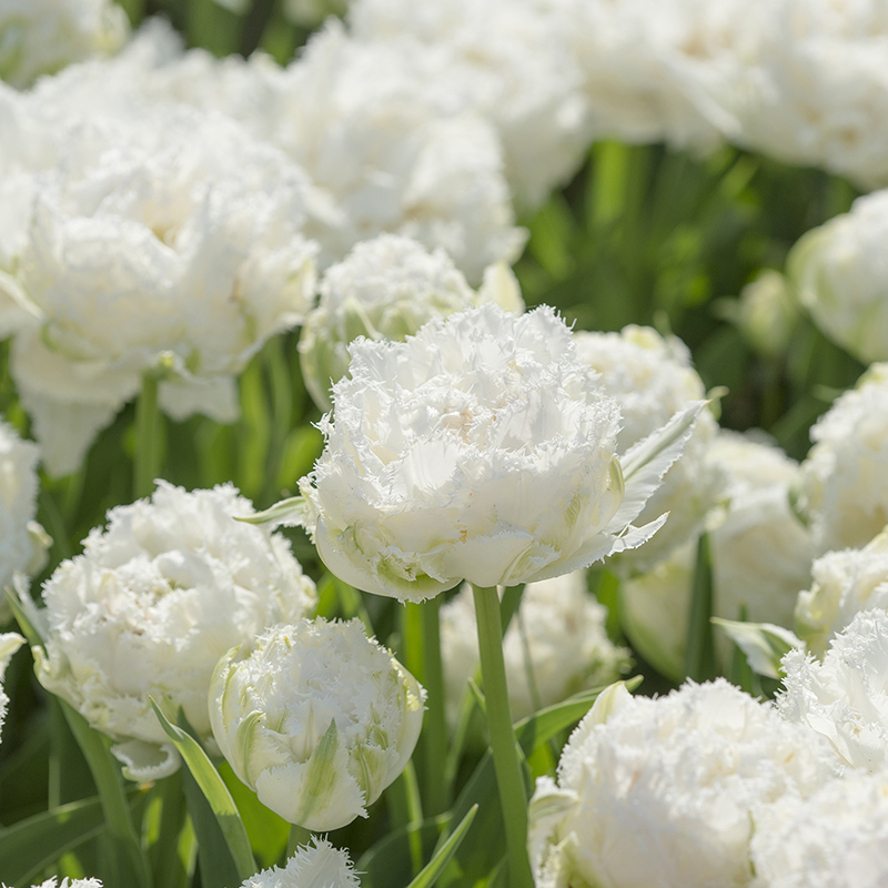 Tulipa Snow Crystal