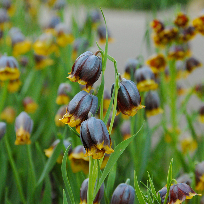 Fritillaria michailovskyi 5/+ , à 100