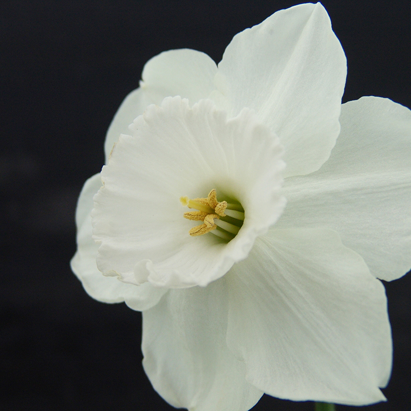 Narcissus Stainless sp10/12 ,  à 50 Narcissus Stainless sp10/12 ,  à 50