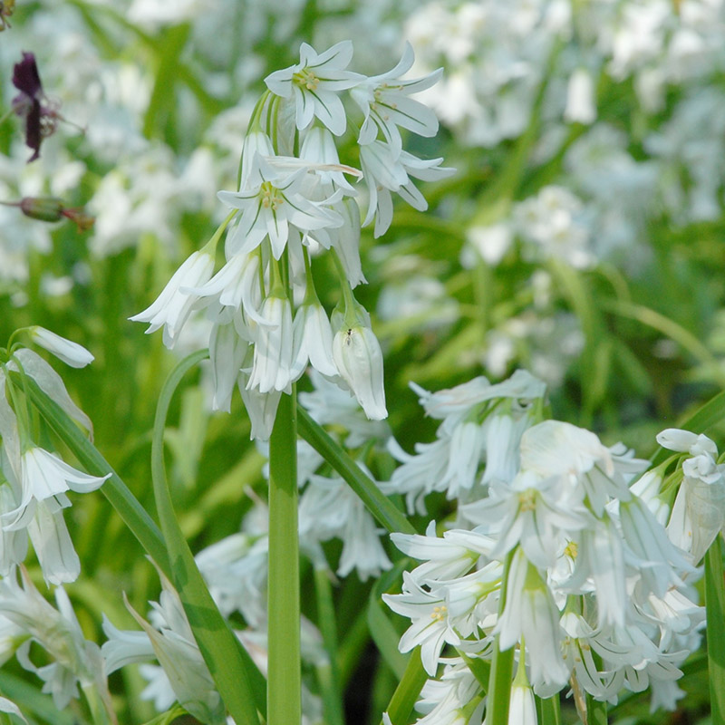 Allium triquetrum 5/+ , à 100