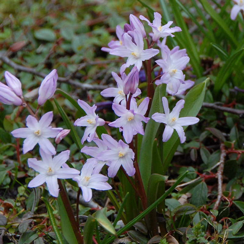 Chionodoxa forbesii Rosea 5/+ , 