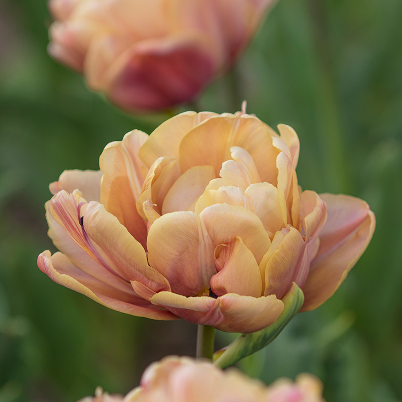 Tulipa La Belle Epoque® 12/+ , à 50
