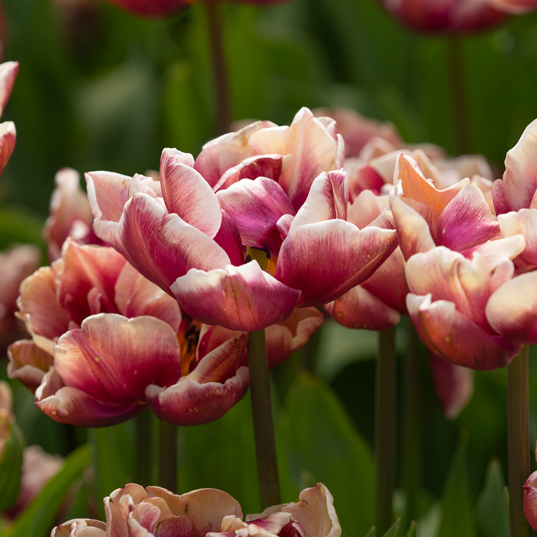 Tulipa Wyndham 12/+ , à 50