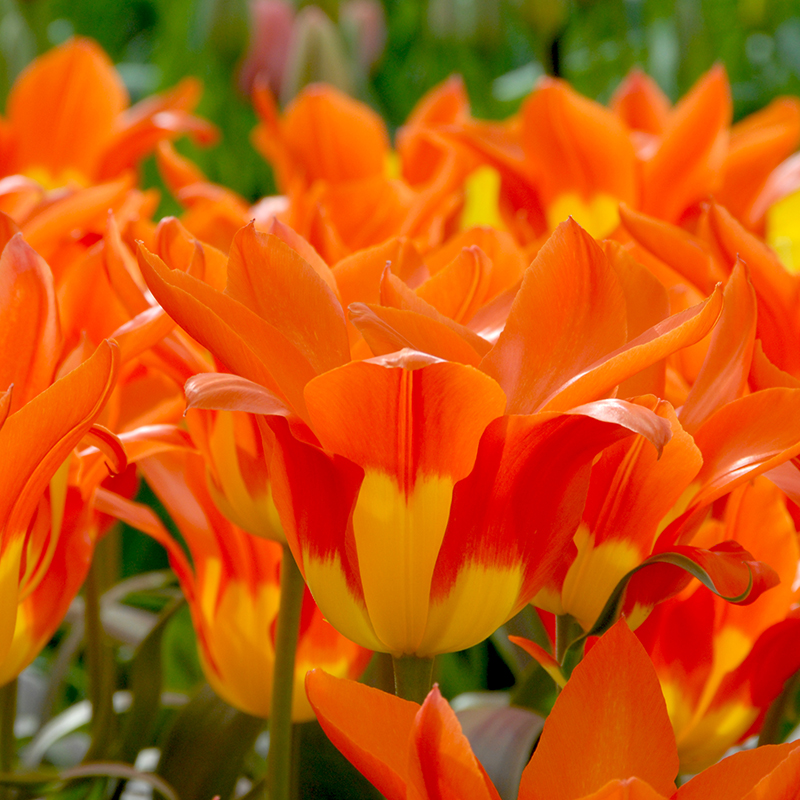 Tulipa Juan 12/14 , 