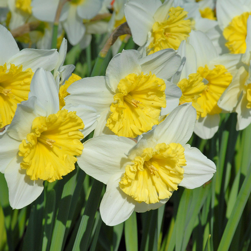 Narcissus Ice Follies sp12/14 , à 50