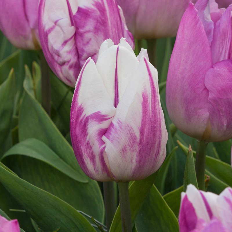 Tulipa Flaming Prince® 12/14 , à 50