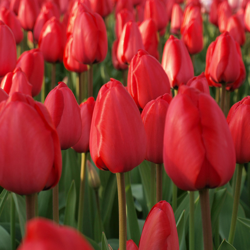 Tulipa Red Impression® , à 50