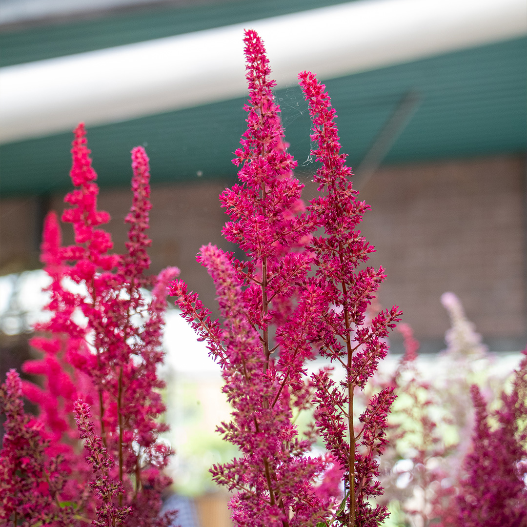 Astilbe arendsii Fanal 2/3 , à 5