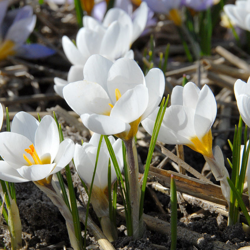 Crocus chrysanthus Ard Schenk 5/6 , 