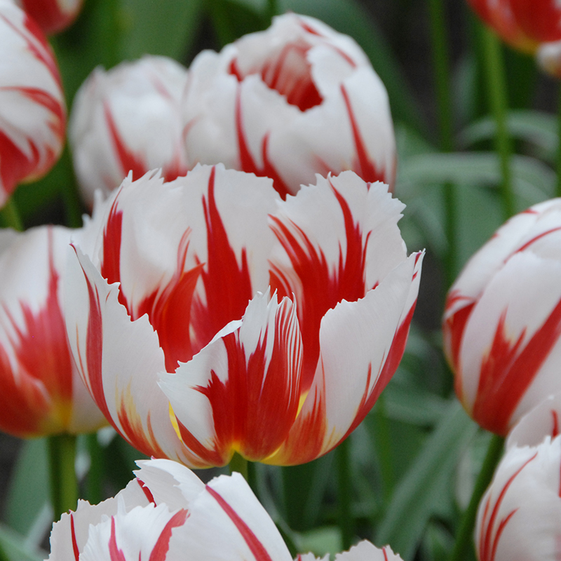 Tulipa Happy Generation® 12/14 , à 50
