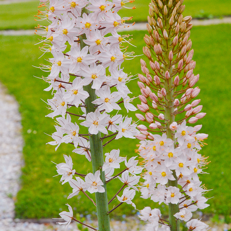 Eremurus robustus I , à 5