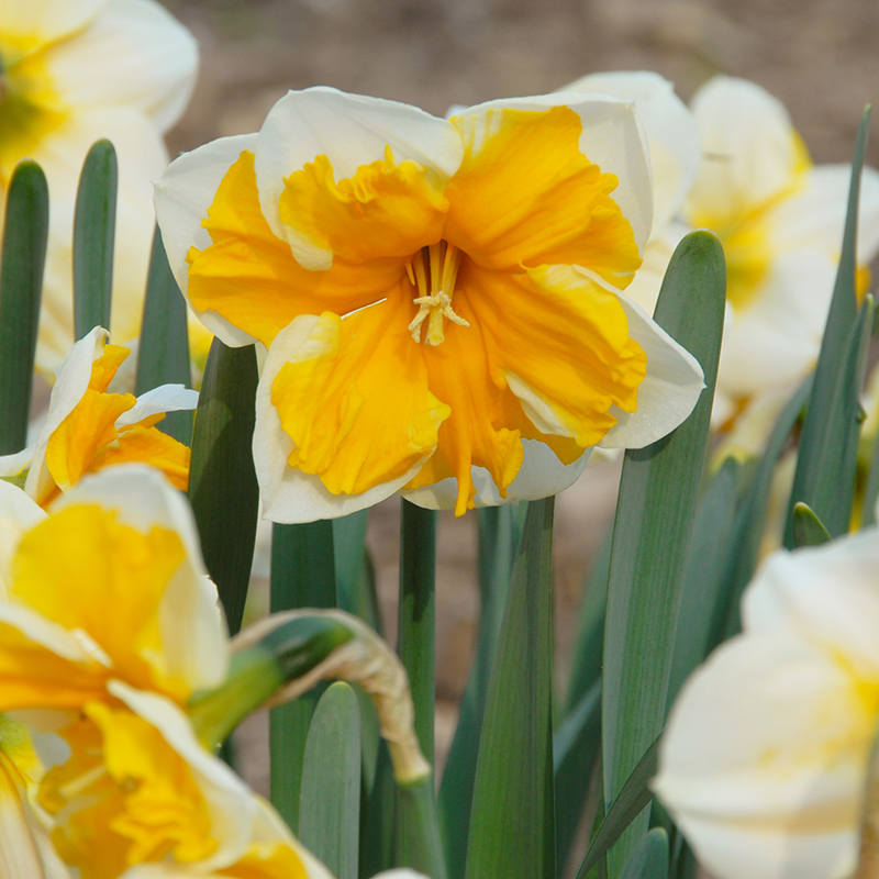 Narcissus Orangery sp14/16 , à 50