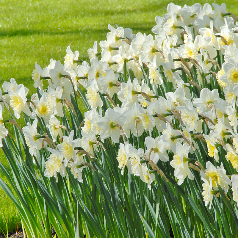 Narcissus Ice Follies sp14/16 , 