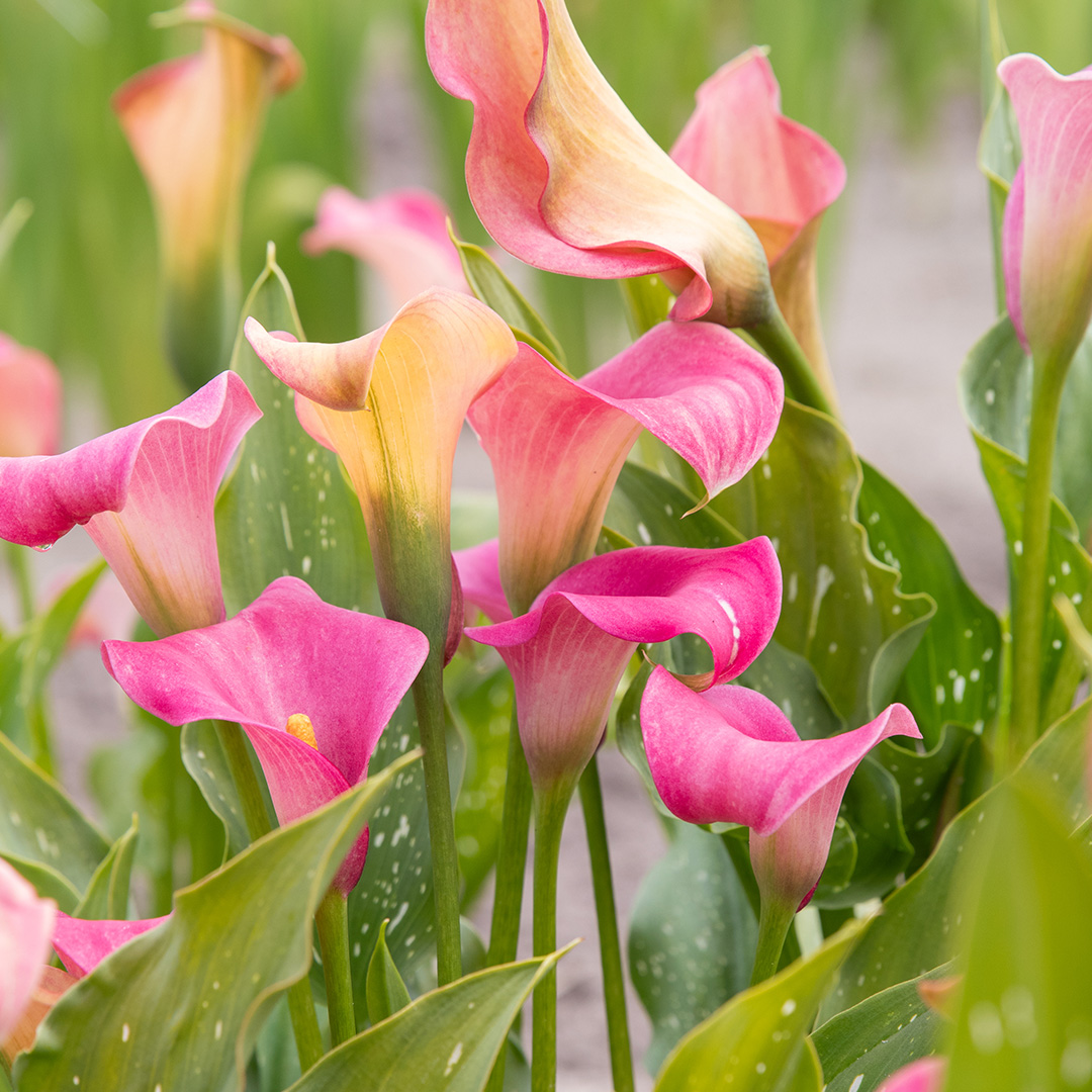 Zantedeschia Captain Marrero® 14/+ , à 10