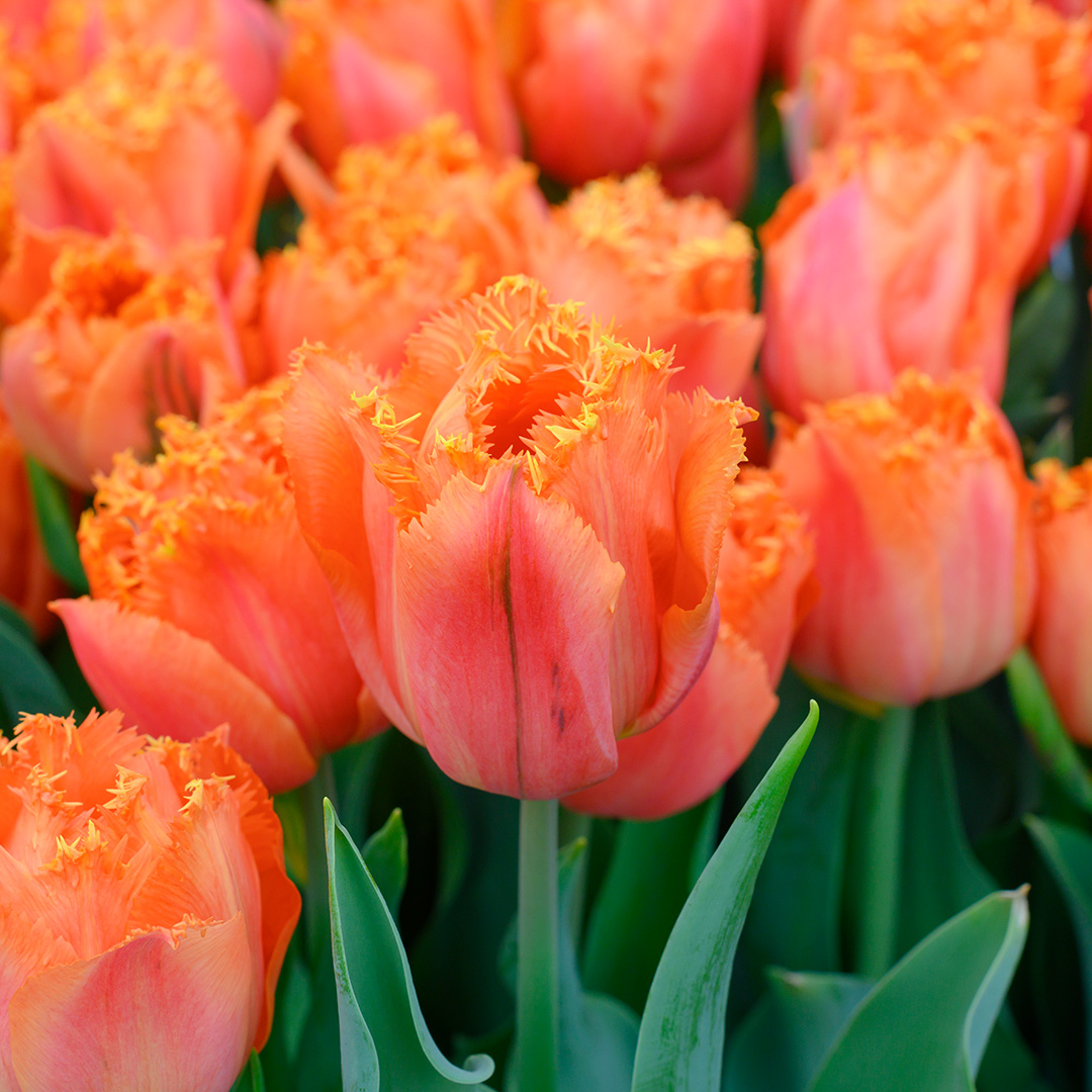 Tulipa Orange Passion 12/+ , à 50