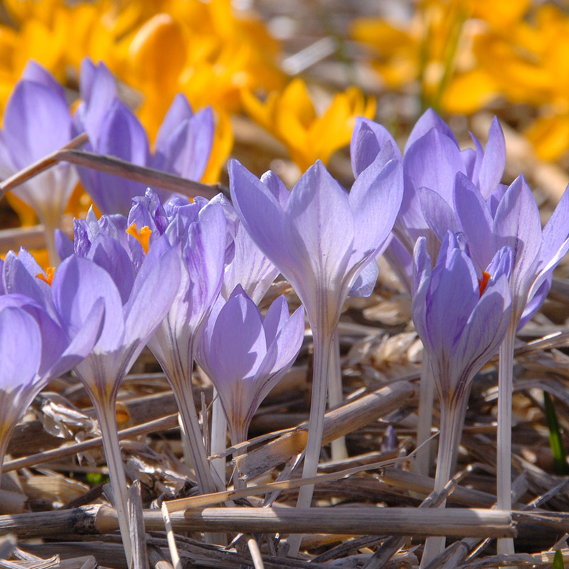 Crocus etruscus Zwanenburg 5/+ , à 100