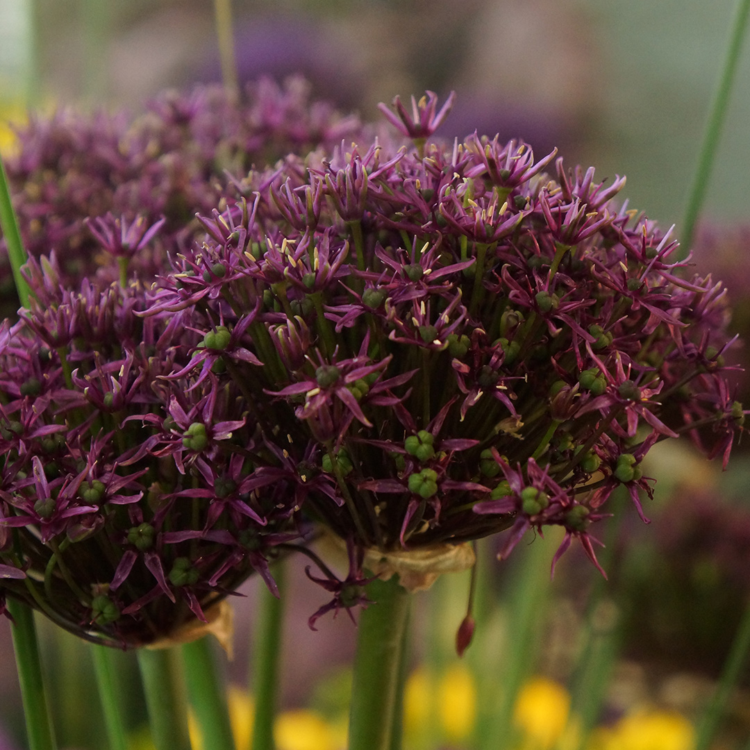 Allium Miami® 12/+ , à 50