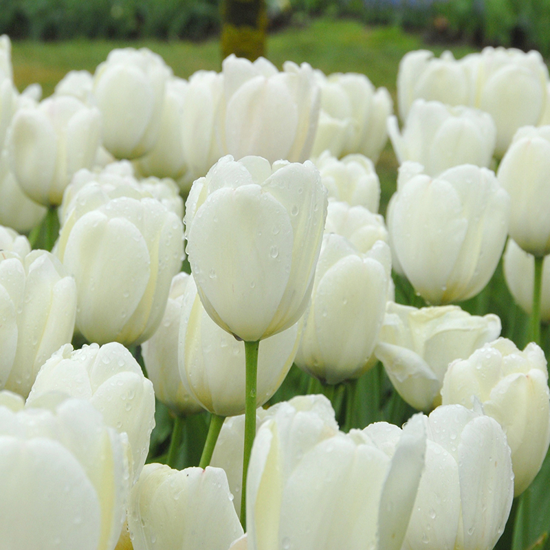Tulipa Ivory Floradale 12/14 , 