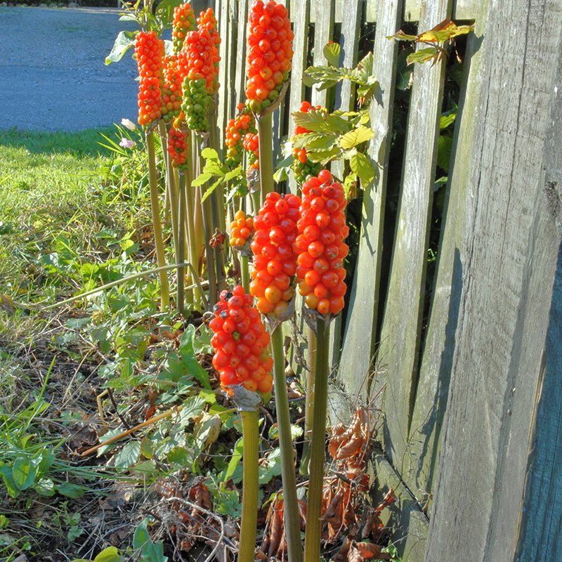 Arum italicum marmoratum 6/+ , 