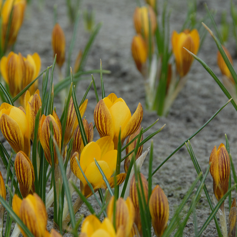 Crocus chrysanthus Fuscotinctus 5/+ , à 100