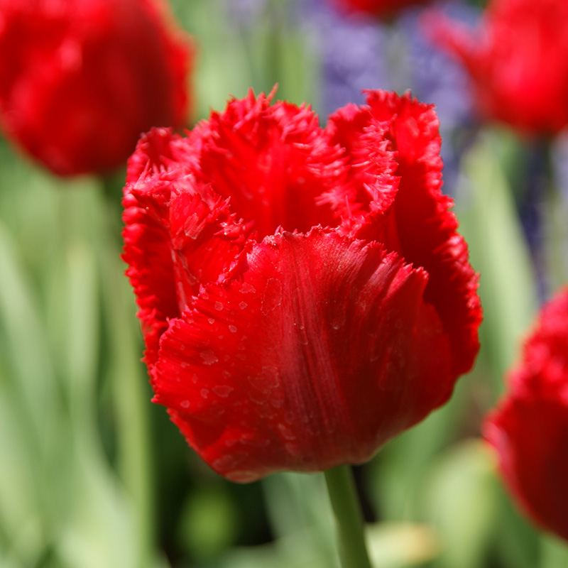 Tulipa Crystal Beauty 12/+ , à 50