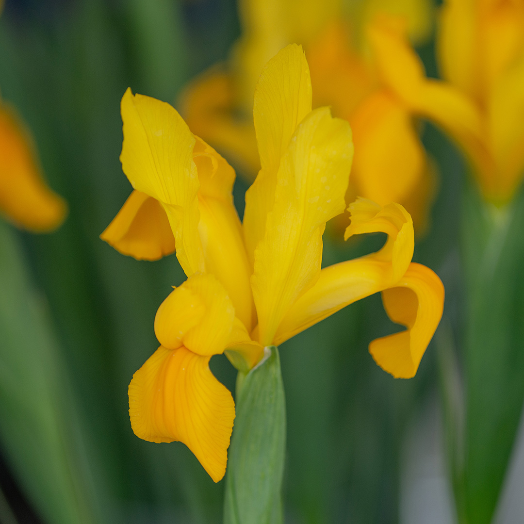 Iris hollandica Strongold® 7/8 , à 100